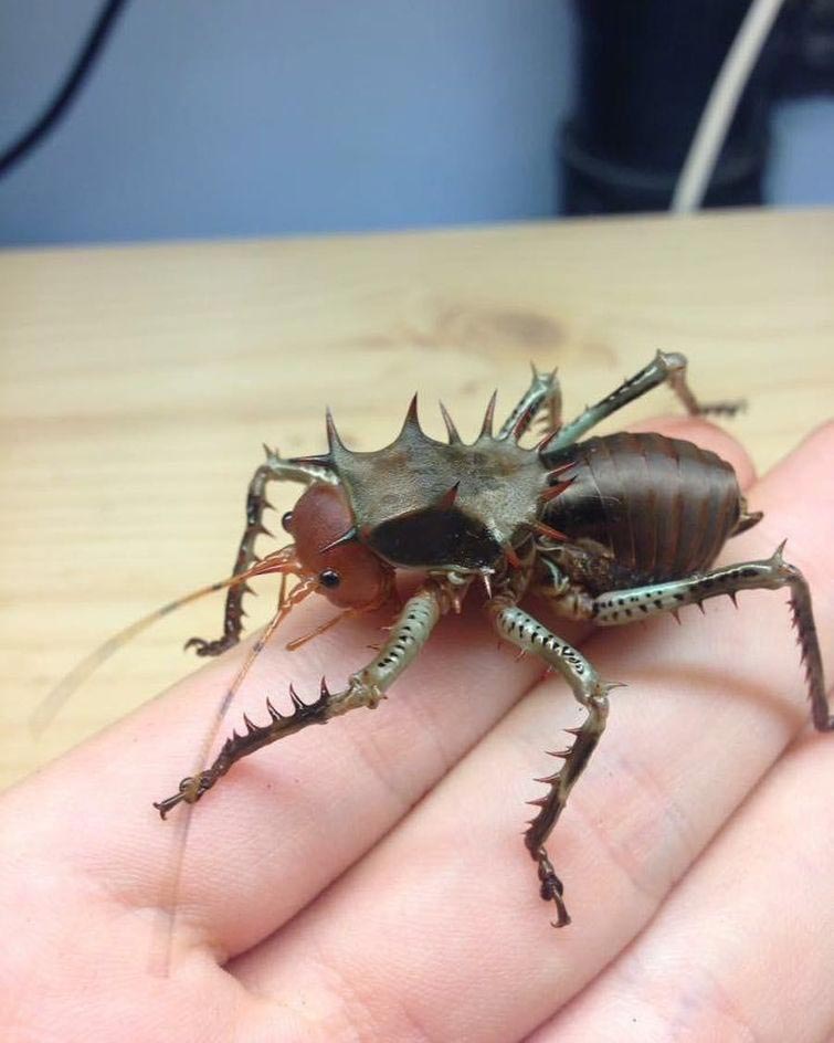 Адриан Козакевич, насекомые на лице, редкие экзотические насекомые, коллекция насекомых