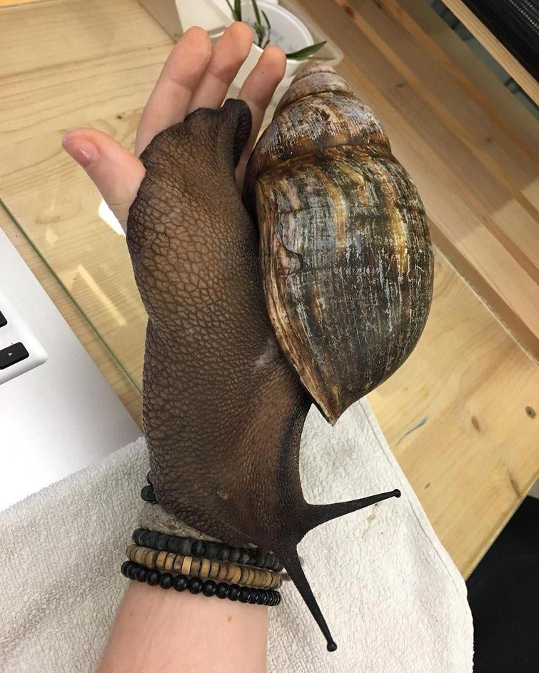 Адриан Козакевич, насекомые на лице, редкие экзотические насекомые, коллекция насекомых