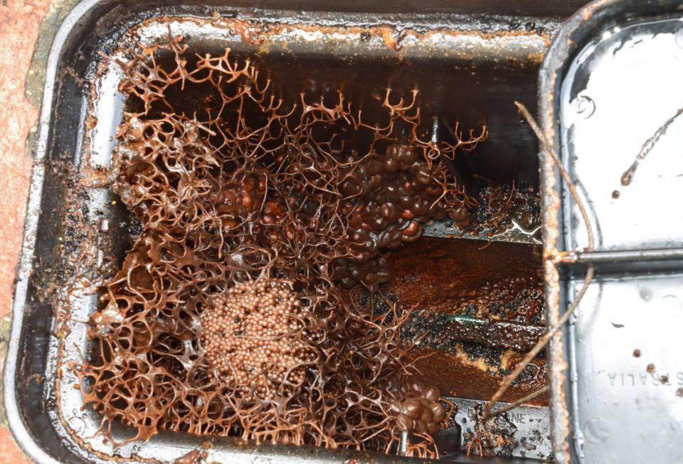 гнездо пчёл Tetragonula, пчелиное гнездо Tetragonula