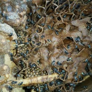 гнездо пчёл Tetragonula, пчелиное гнездо Tetragonula