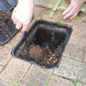 гнездо пчёл Tetragonula, пчелиное гнездо Tetragonula