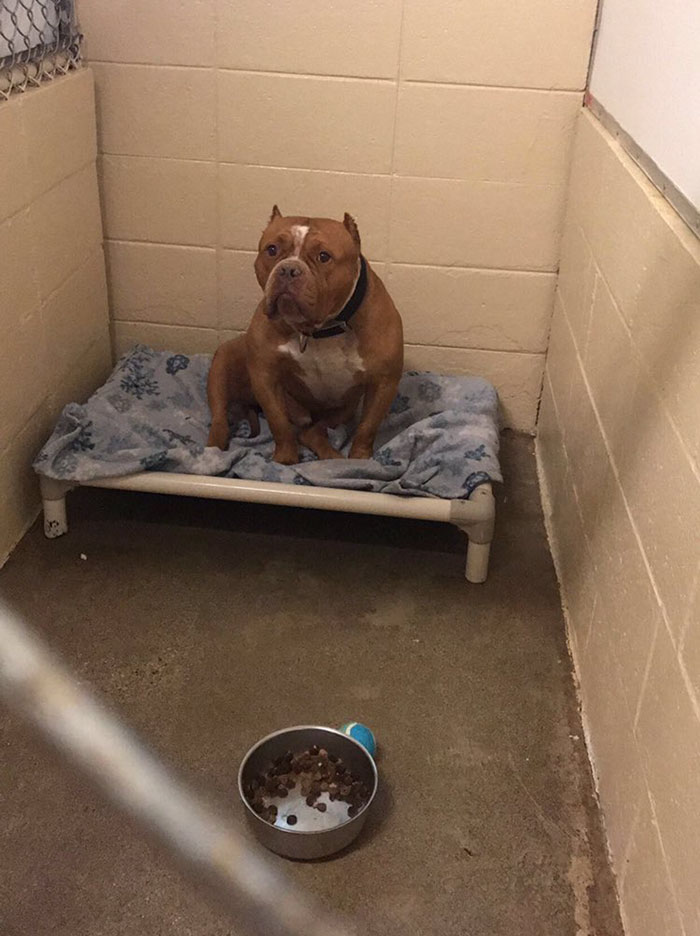 питбуль Чарли, питбуль в приюте