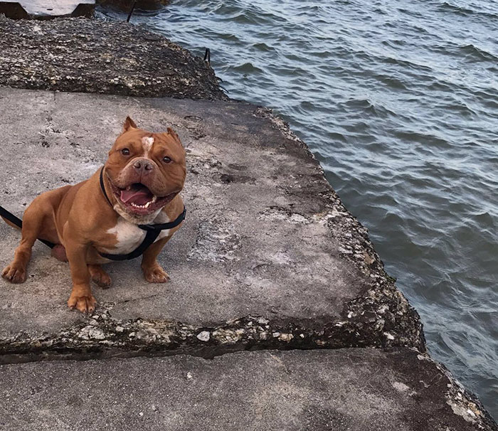 питбуль Чарли, питбуль в приюте