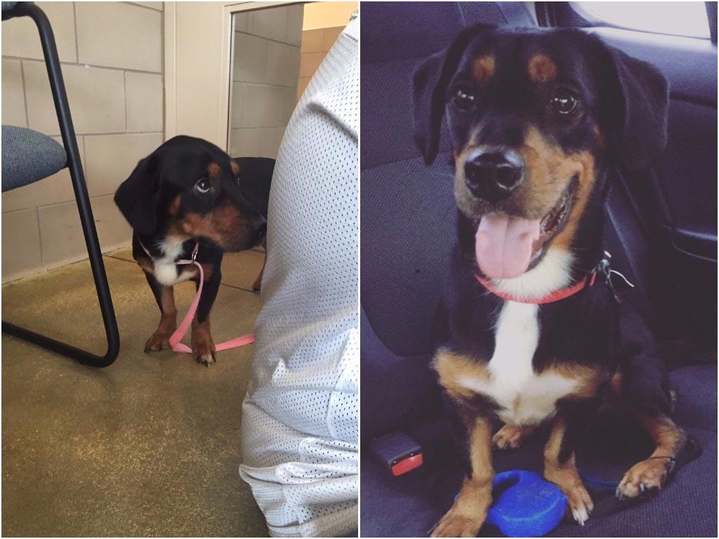 питбуль Чарли, питбуль в приюте