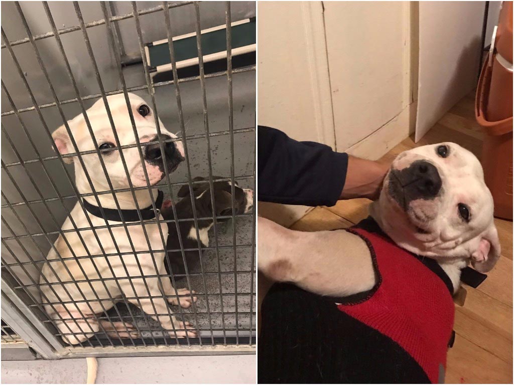 питбуль Чарли, питбуль в приюте