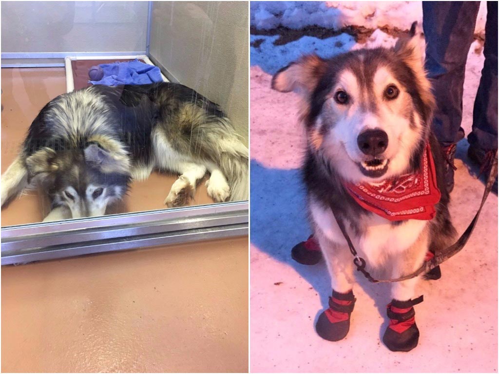 питбуль Чарли, питбуль в приюте