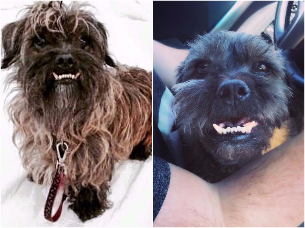 питбуль Чарли, питбуль в приюте