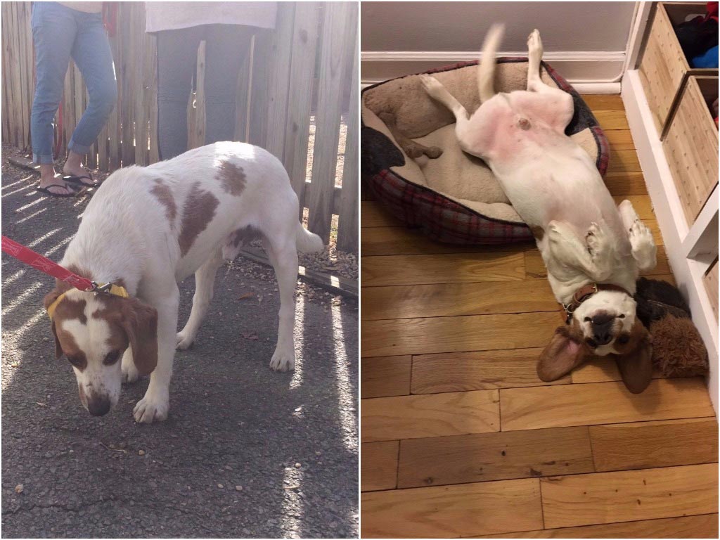 питбуль Чарли, питбуль в приюте