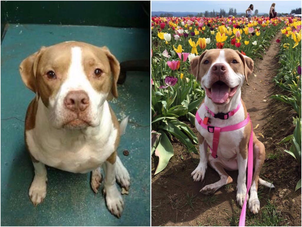 питбуль Чарли, питбуль в приюте