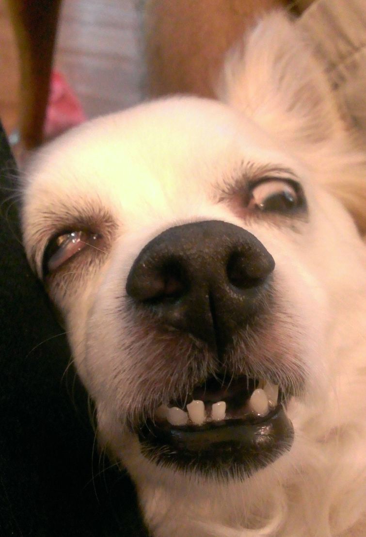 необычные причуды животных, жуткие животные, жутковатые животные