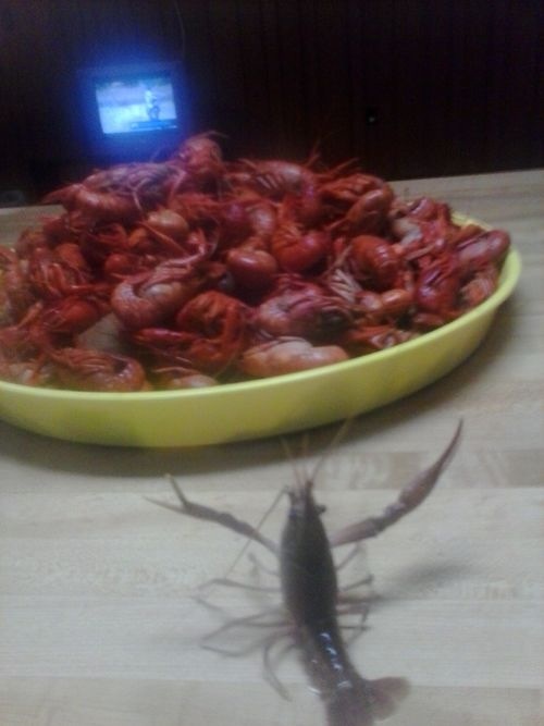 необычные причуды животных, жуткие животные, жутковатые животные