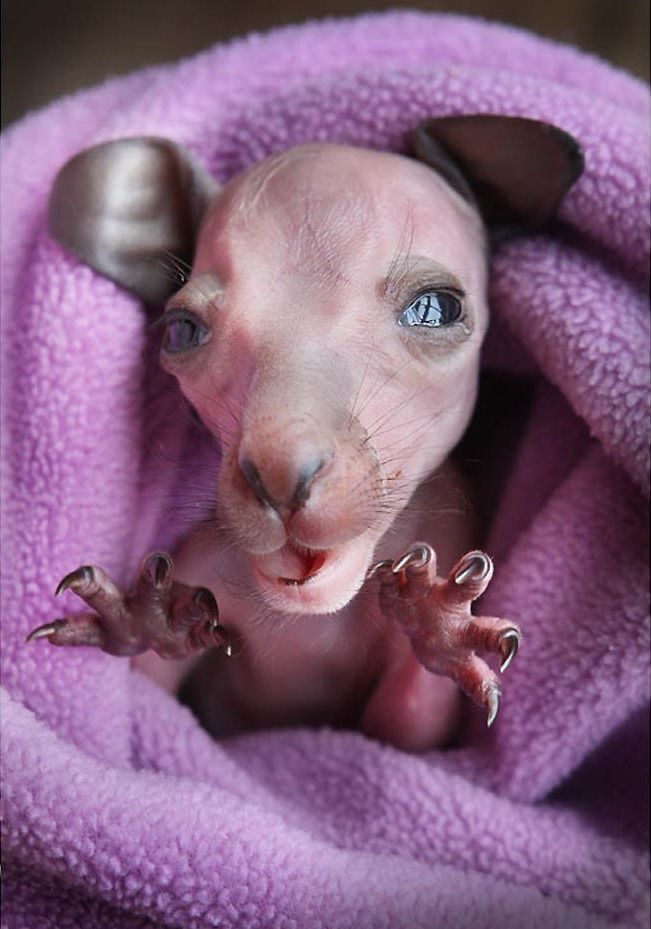 необычные причуды животных, жуткие животные, жутковатые животные