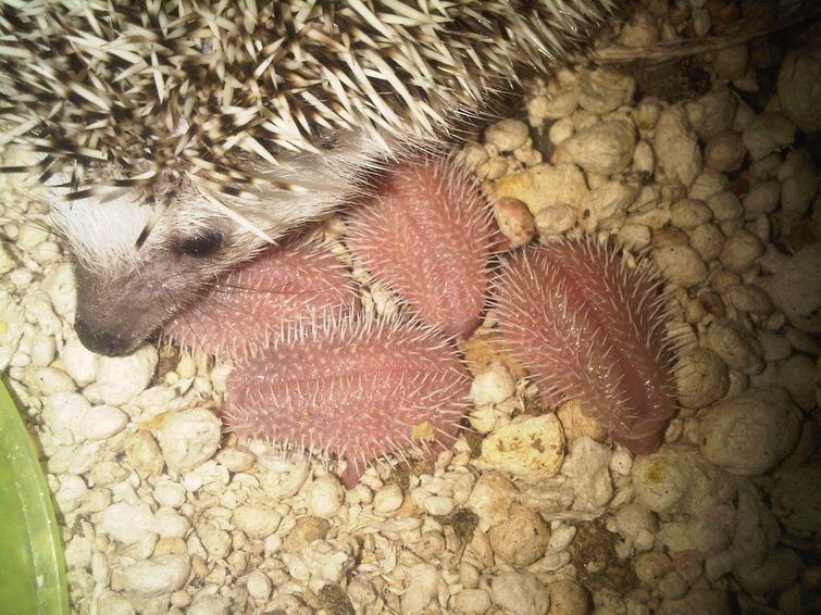 необычные причуды животных, жуткие животные, жутковатые животные