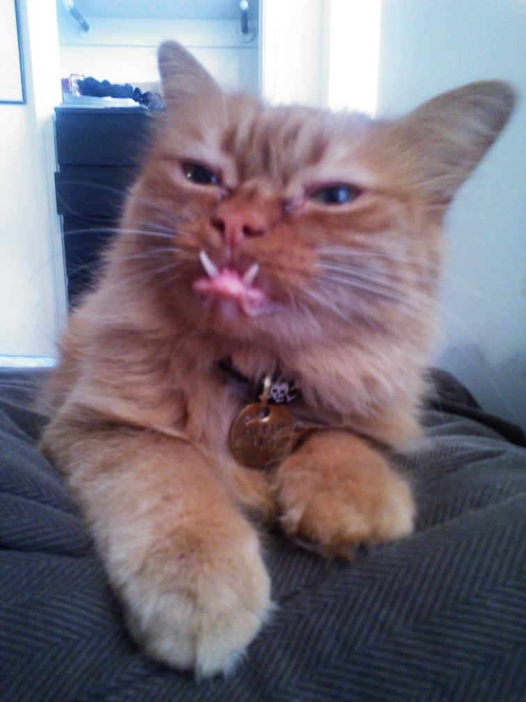 необычные причуды животных, жуткие животные, жутковатые животные