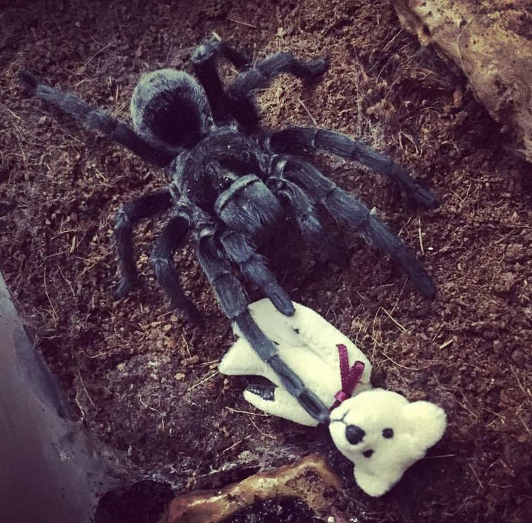 необычные причуды животных, жуткие животные, жутковатые животные