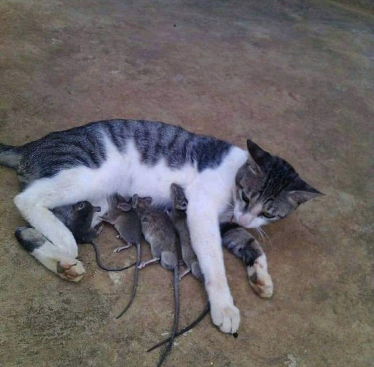 необычные причуды животных, жуткие животные, жутковатые животные