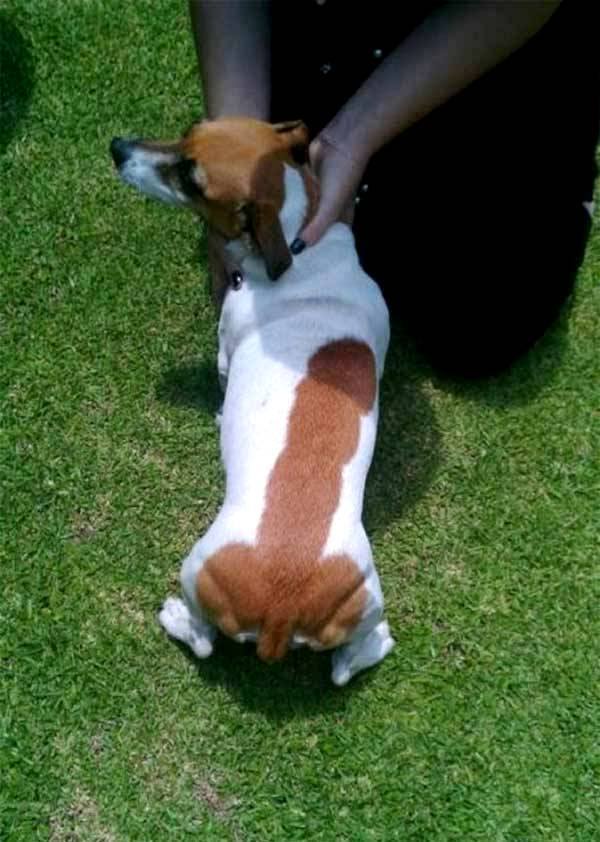 необычные причуды животных, жуткие животные, жутковатые животные