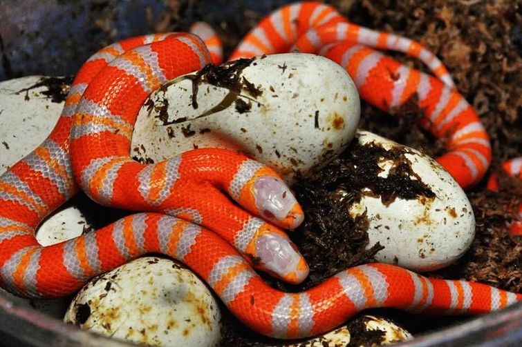 красивые змеи, красивые змеи фото, страшные змеи фото