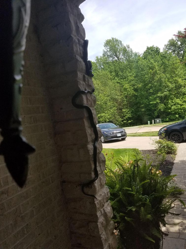 красивые змеи, красивые змеи фото, страшные змеи фото