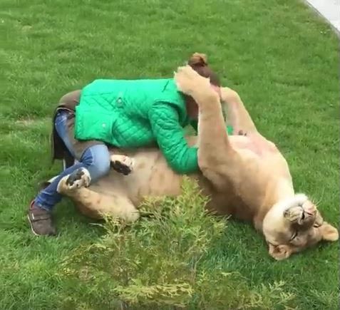 обнимается со львами, львы увидели бывшего смотрителя, встреча смотрителя с львицами, львы обнимается с человеком