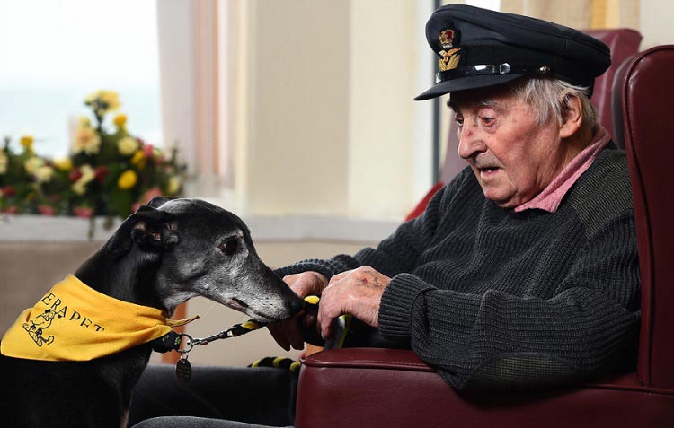 Best Dog Photos of 2017, лучшие фотографии собак 2017 года