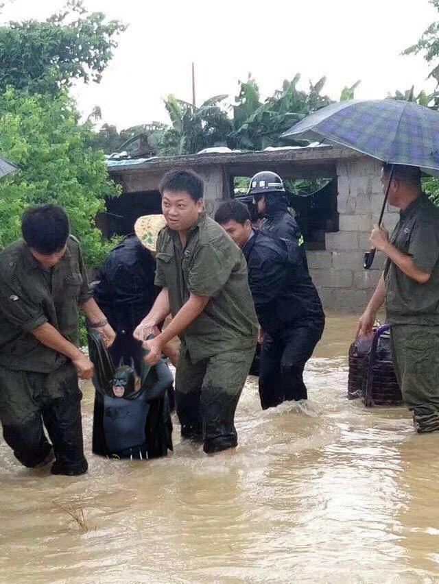 счастливая свинья, счастливая свинка, счастливая свинья битва фотошоперов, счастливая свинья фотожабы.