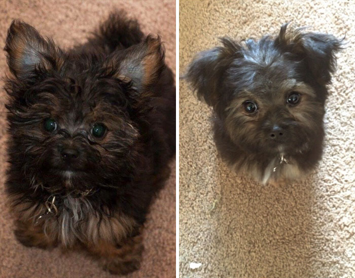 собаки до и после стрижки, как выглядят собаки после стрижки