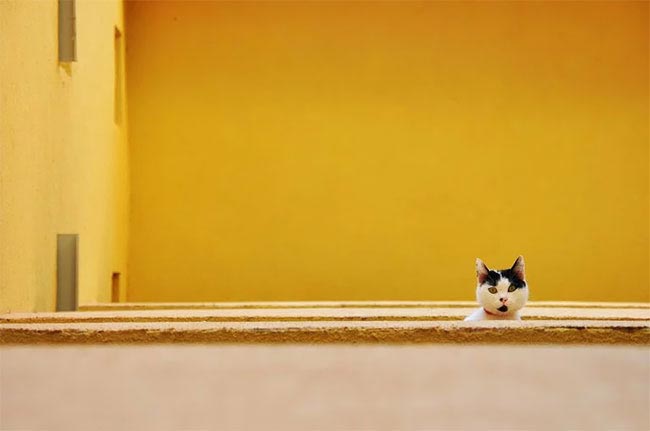 фотоконкурс смешных домашних животных, смешные фото домашних животных, Comedy Pet Photography Awards 2017