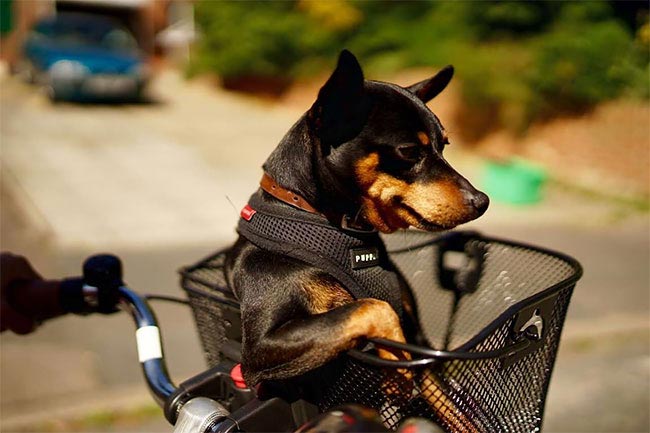 фотоконкурс смешных домашних животных, смешные фото домашних животных, Comedy Pet Photography Awards 2017