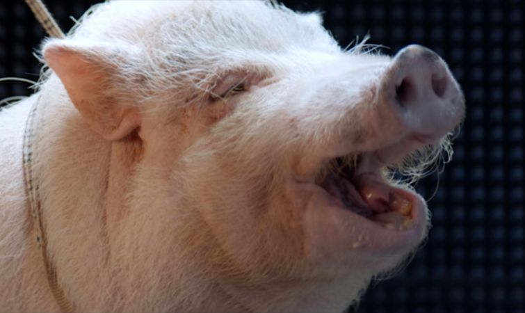 Как Касперский звук свиньи придумал, откуда Касперский звук свиньи