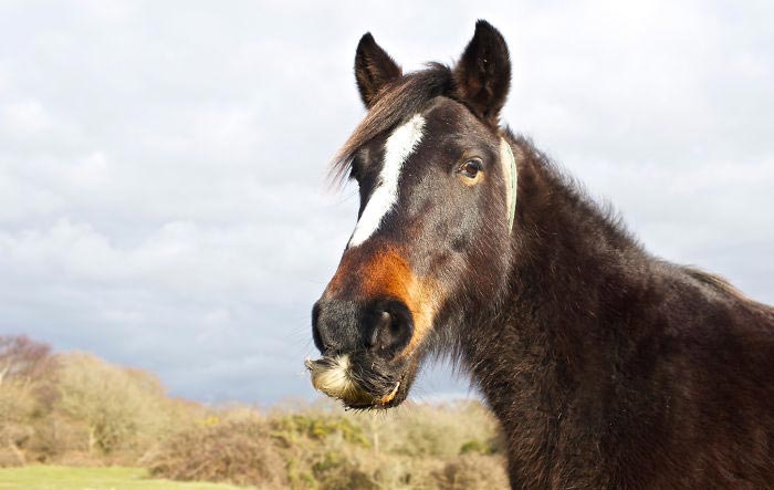лошадь с усами, усатая лошадь, лошадь с усами фото, у лошадей растут усы