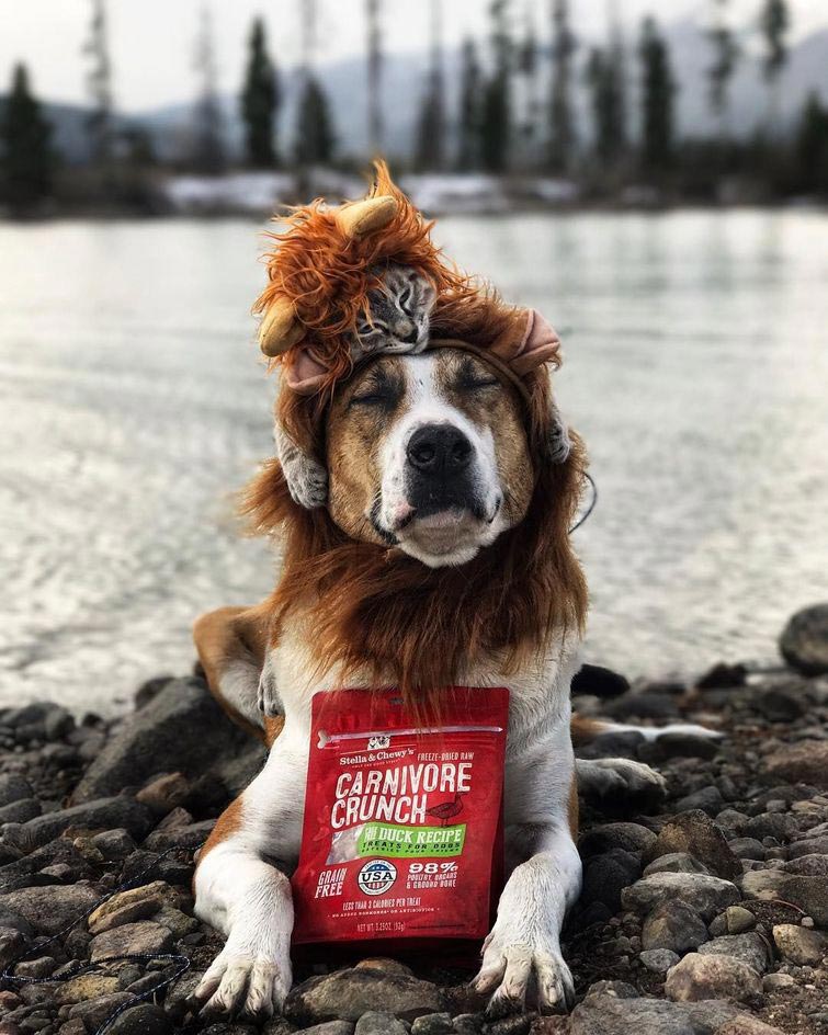 кошка с собакой путешествуют, животные путешествуют, кошка и собака путешествуют вместе