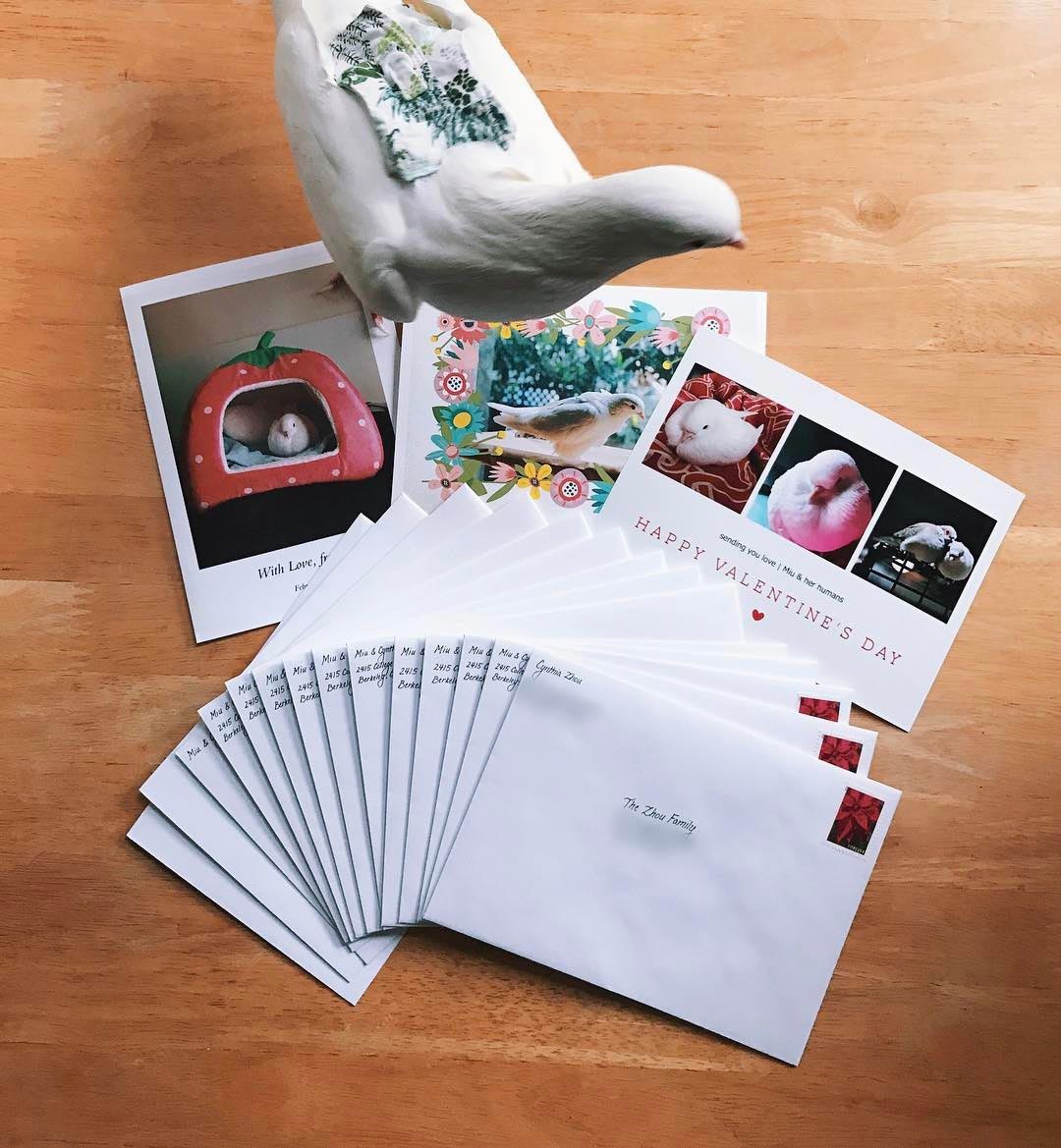 голубь Миу, Miu, домашний голубь