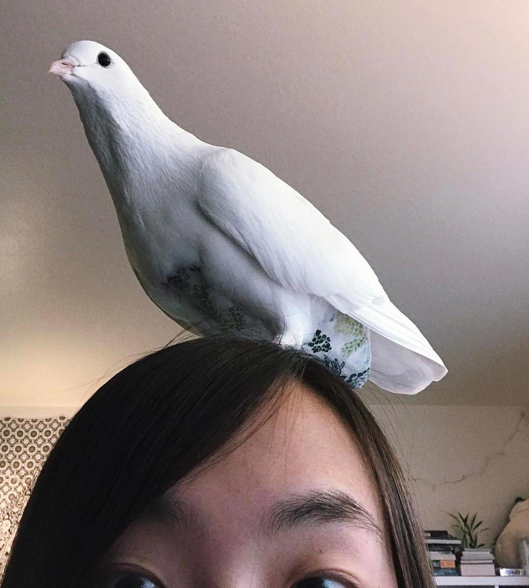 голубь Миу, Miu, домашний голубь