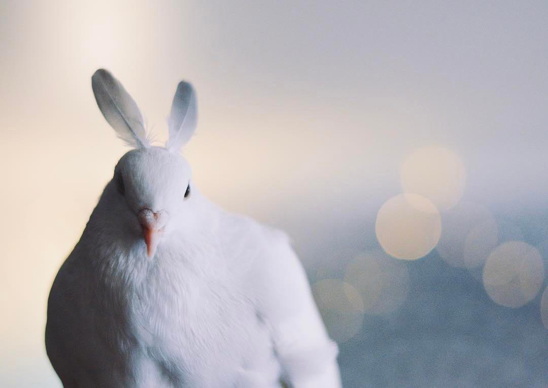 голубь Миу, Miu, домашний голубь