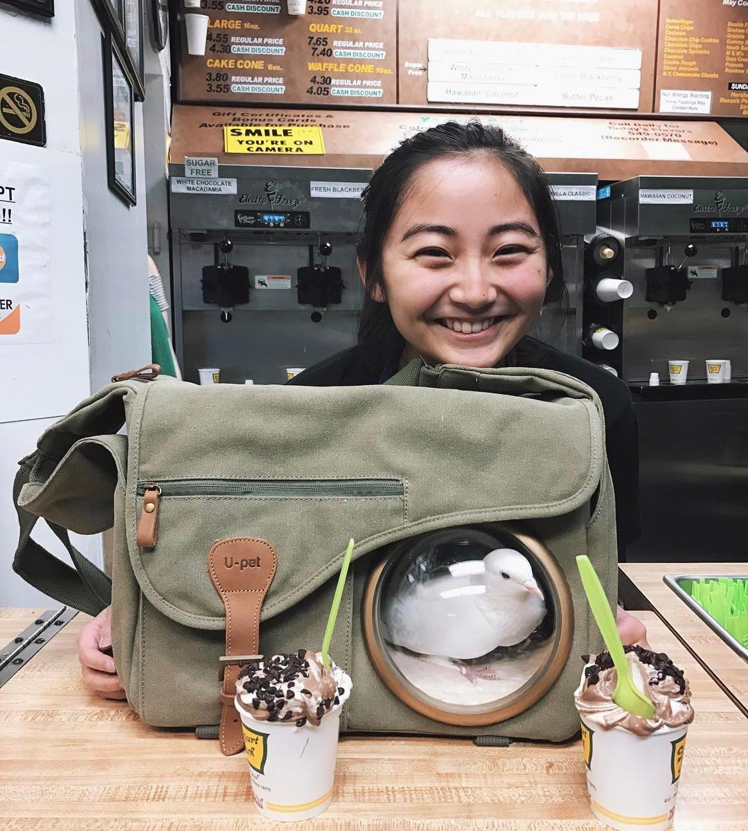 голубь Миу, Miu, домашний голубь