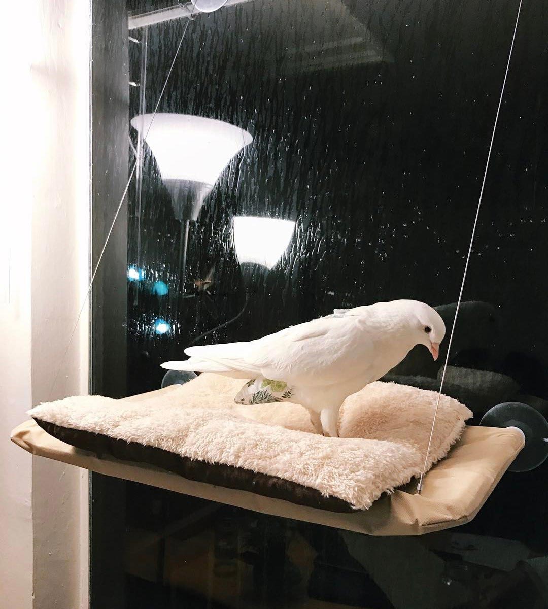 голубь Миу, Miu, домашний голубь