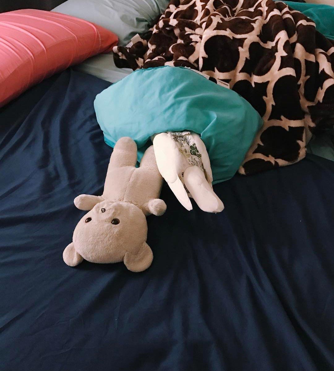 голубь Миу, Miu, домашний голубь