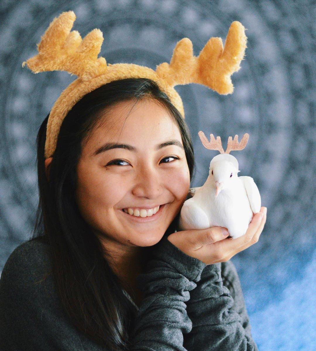 голубь Миу, Miu, домашний голубь