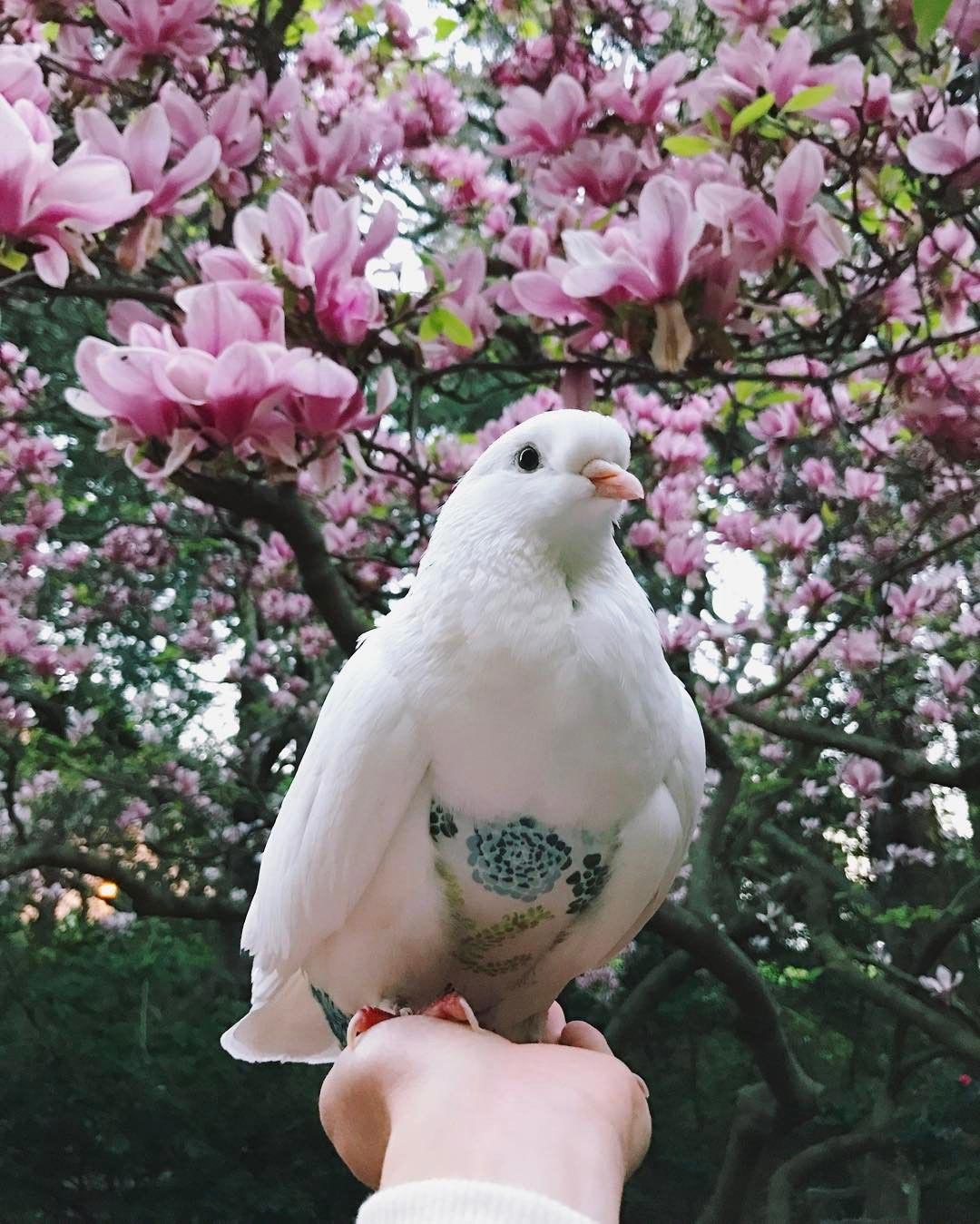 голубь Миу, Miu, домашний голубь