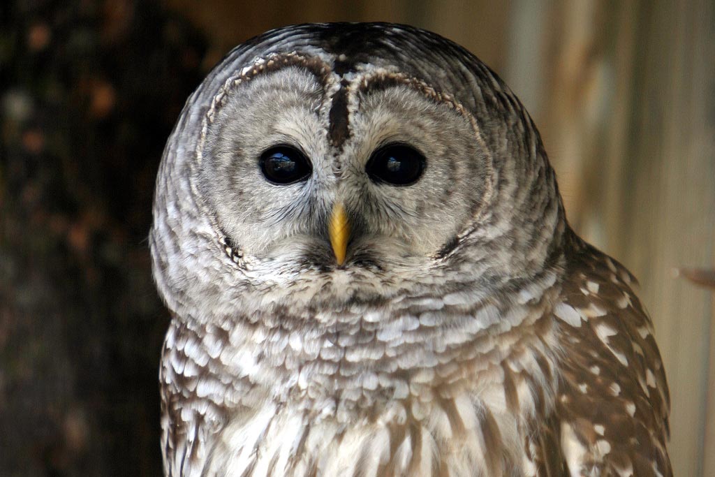 длина лап совы, реальная длина лап совы, лапы совы фото