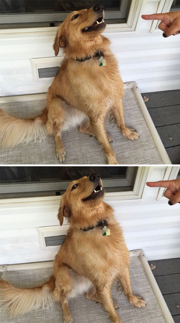 20 шкодливых домашних животных, пойманных прямо на месте преступления животные пойманные на месте преступления, шкодливые коты