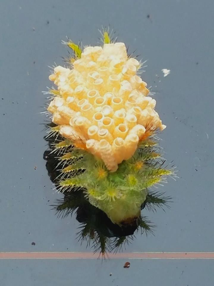 странные и пугающие находки, люди нашли странные находки 