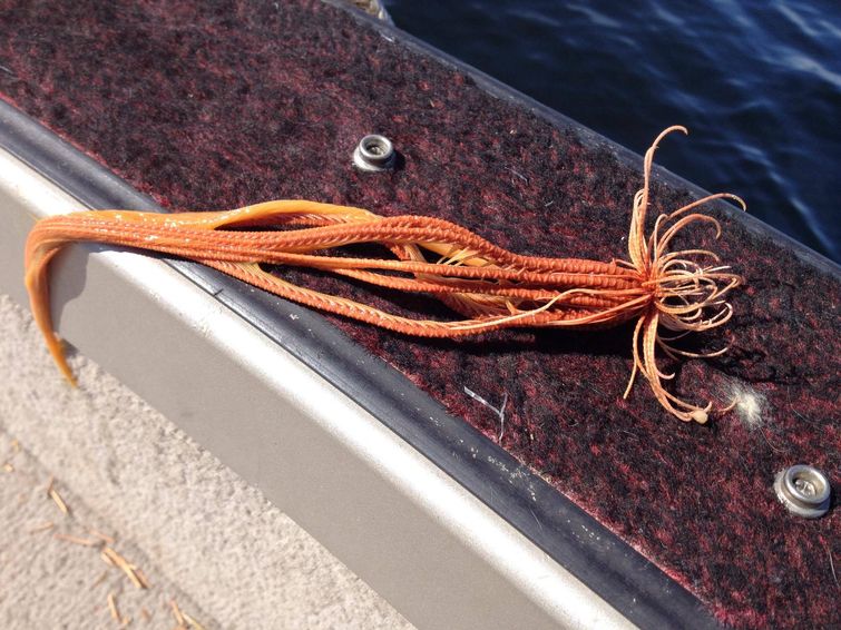 странные и пугающие находки, люди нашли странные находки 