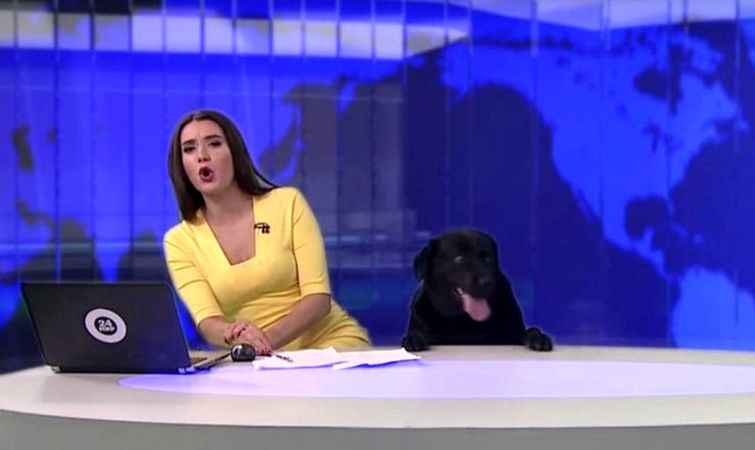 прямой эфир новостей собака вылезла из под стола, собака в студии телеканала, собака вылезла во время новостей