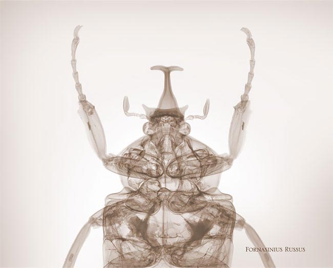Рентгеновские снимки насекомых, Ник Визи, Nick Veasey