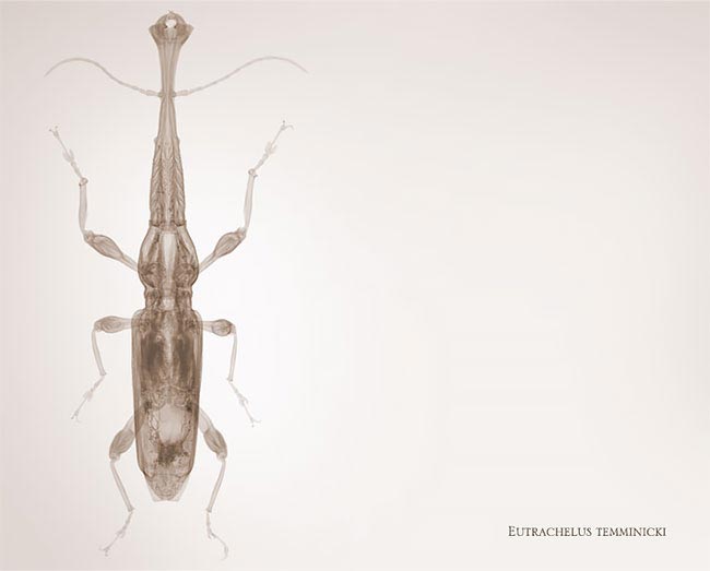 Рентгеновские снимки насекомых, Ник Визи, Nick Veasey
