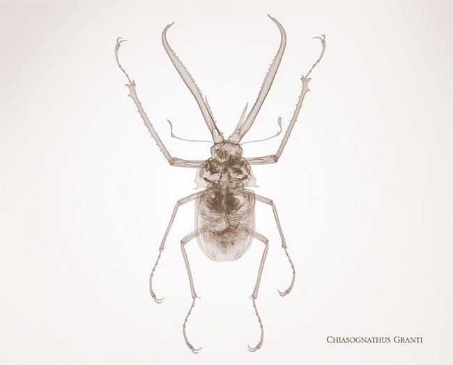 Рентгеновские снимки насекомых, Ник Визи, Nick Veasey