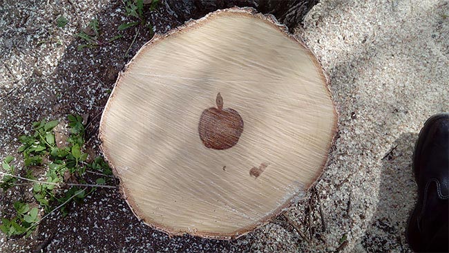 лесорубы обнаружили логотип Apple, логотип Apple на срубе берёзы