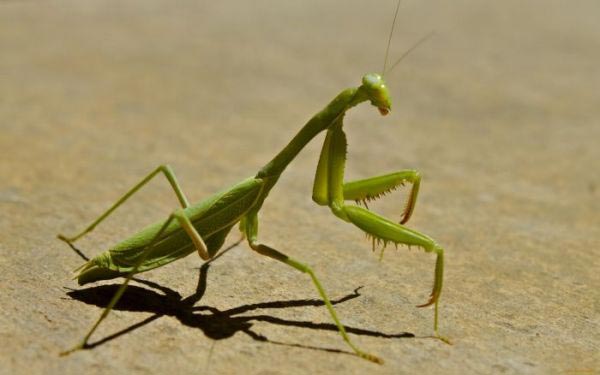 странная шишка на ёлке, яйцо богомола на ёлке, на елке выводятся богомолы, кладка яиц богомола на ёлке